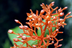 Medinilla scortechinii (Melastomataceae)