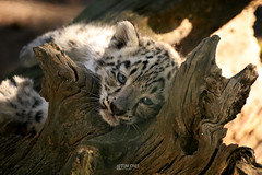 Thrigby Snow Leopards