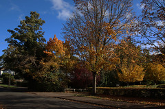 Autumn colours, Letchworth, 2020