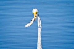 Cranes Egrets & Herons