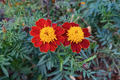Marigolds. Tagetes  Asteraceae family