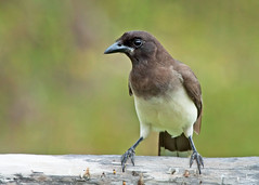 Crows, Jays and Magpies
