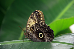 Caligo eurilochus (Nymphalidae)