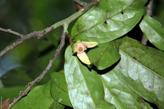 Polyalthia khaoyaiensis (Annonaceae)