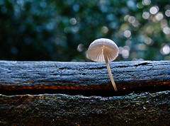 Mushrooms and Fungi.