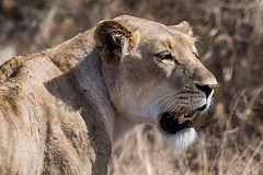 Kruger National Park - South Africa 2019