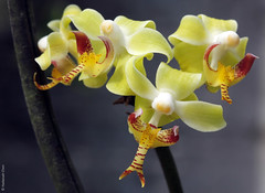 Paraphalaeonopsis serpentilingua ?hybrid (Orchidaceae)
