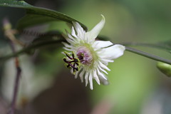  Passiflora aff. porophylla