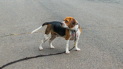 Beagle Walks 6
