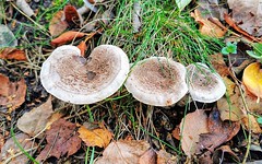 Fungi and mushrooms.