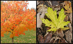 Fall Colours, Oct.'20
