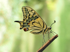 THE UK BUTTERFLY CATALOGUE