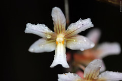 Dendrobium sp. (Orchidaceae)