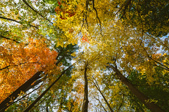 Tree Canopy Fall 2020