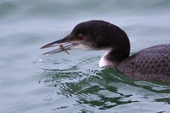 Great Northern Diver 