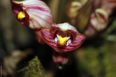Acanthephippium sp, (Orchidaceae)