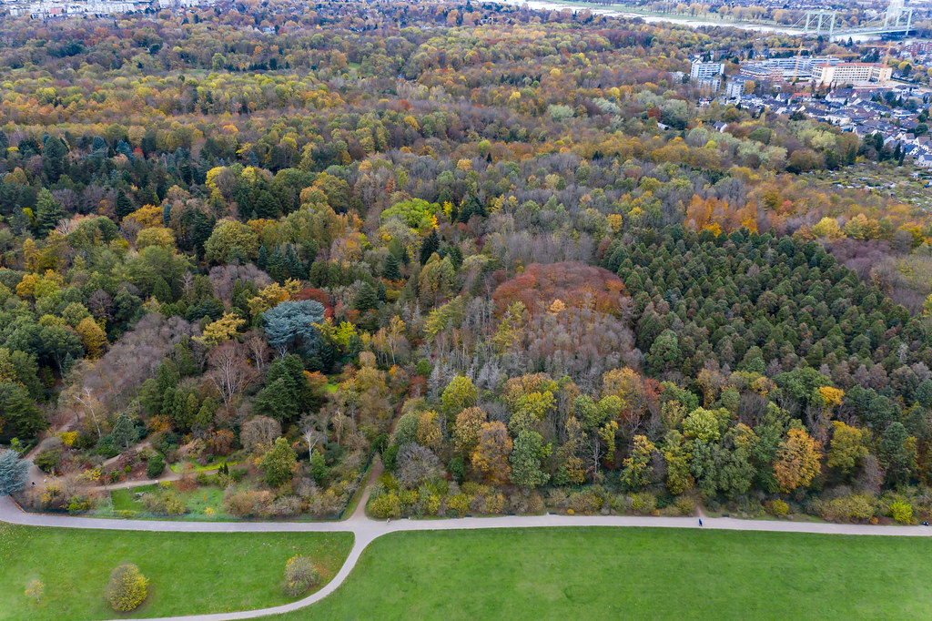Luftbild zeigt bunten Wald im Herbst, am Stadtrand der deutschen Großstadt Köln