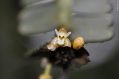 Appendicula sp. (Orchidaceae)