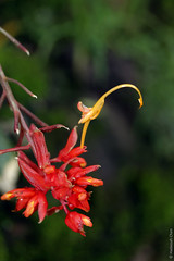 Globba Sp. (Zingiberaceae)