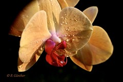 Pflanzen -Orchideen-
