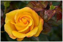 Dugald Mackenzie Rose Garden