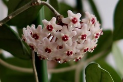 Hoya Carnosa Or Wax Plant
