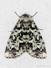 Lepidoptera: Noctuidae of Finland