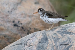 Bird Families: Sandpipers and allies (Scolopacidae)