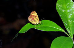 Callidula ?sumatrensis (Callidulidae)