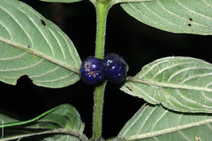 Lasianthus chryseus (Rubiaceae)