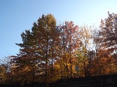Fall Foliage, Harsimus Branch and Embankment, Jersey City, New Jersey 