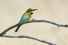 Bee-eaters, Kookaburras & Kingfishers