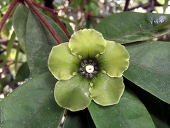Deherainia smaragdina (Primulaceae)