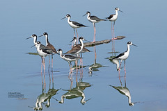 Bird Families: Stilts and Avocets (Recurvirostridae)