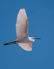 Egrets, Herons, Bitterns, Cranes and similar