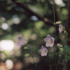 Flowers with Bokeh