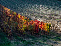 Vallée du Rhône,  les vignes en automne-13
