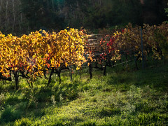 Vallée du Rhône,  les vignes en automne-10