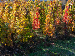 Vallée du Rhône,  les vignes en automne-15