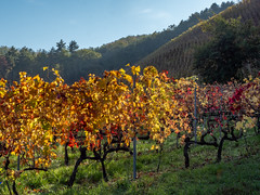 Vallée du Rhône,  les vignes en automne-9