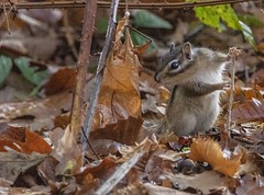 Squirrels / Chipmunks - Eekhoorns