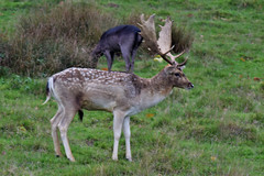 Deer near Petworth
