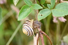 Snails and slugs