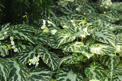 Begonia ‘Otto Foster’ (Begoniaceae)