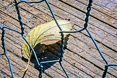 A Leaf, Dry 11.09.20
