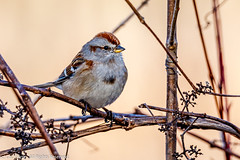 BIRDS - American Tree Sparrow