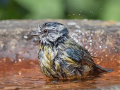 Drenched Blue tit