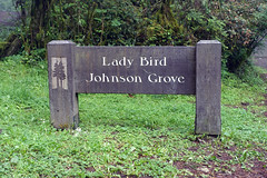 Lady Bird Johnson Grove Trail, CA