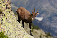 Animaux des Alpes - Alps wildlife