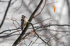 Pic épeichette - Lesser spotted woodpecker